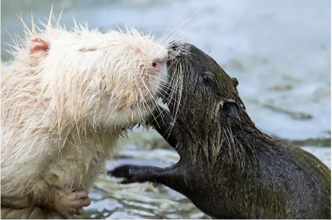 20 Animales que perdieron y ganaron la lotería