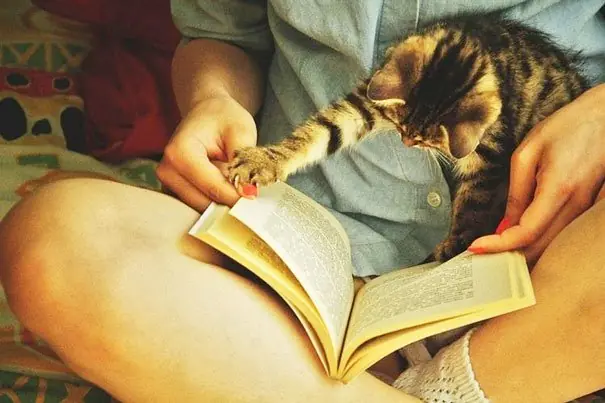 Gatos que requieren de tu atención cuando comienszas a leer Gatos que requieren de tu atención cuando comienszas a leer