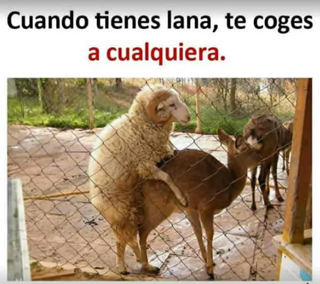 gustara