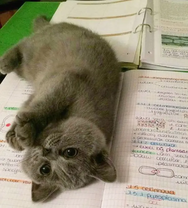 Gatos que requieren de tu atención cuando comienszas a leer Gatos que requieren de tu atención cuando comienszas a leer