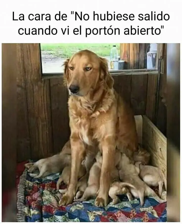 memes