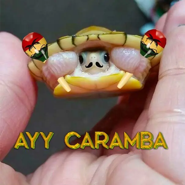 humor