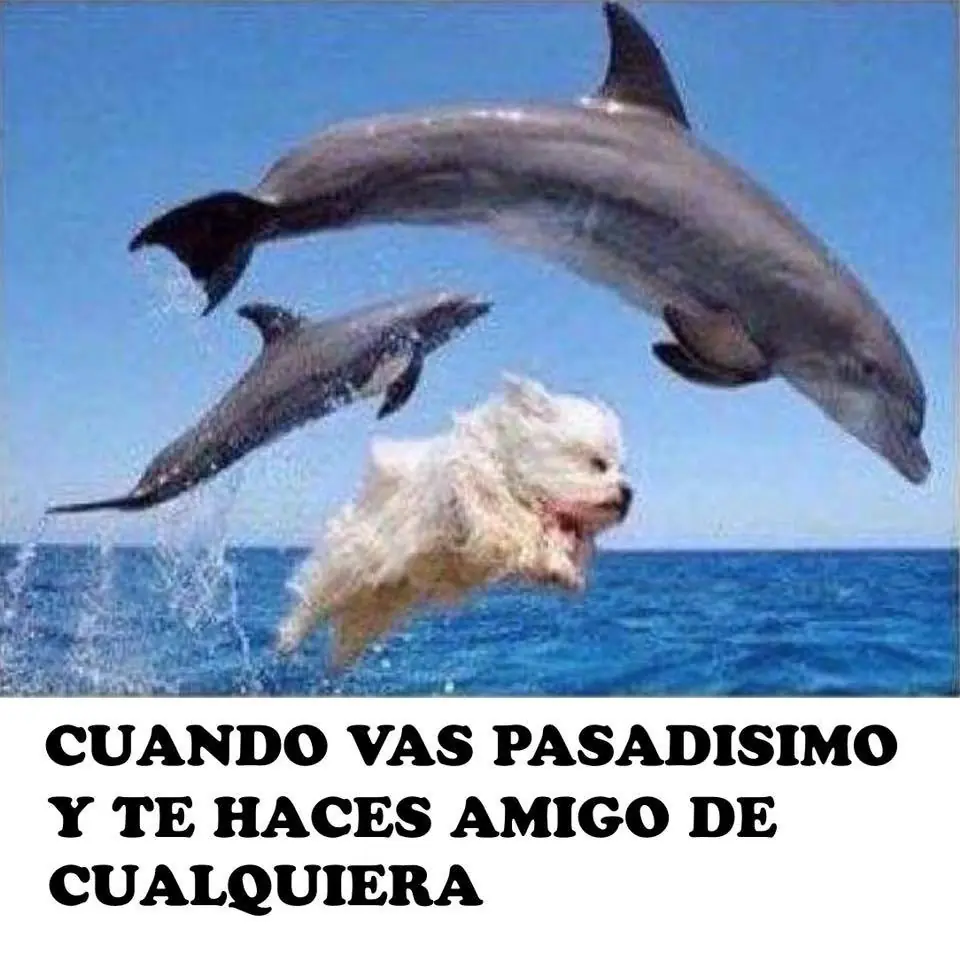 memes