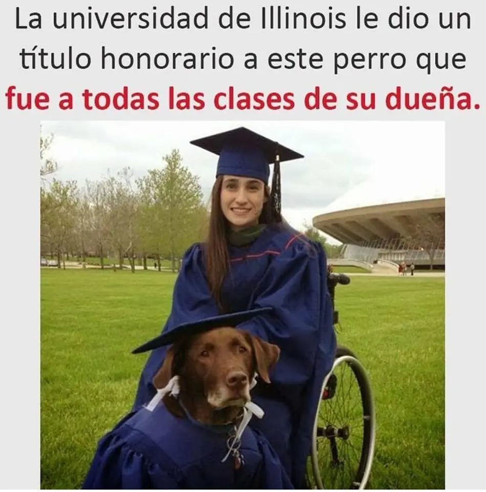 memes