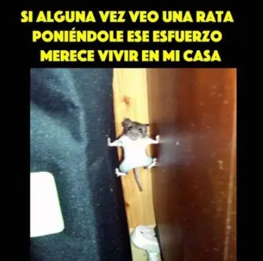 conestas