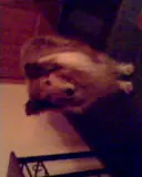 mi perro