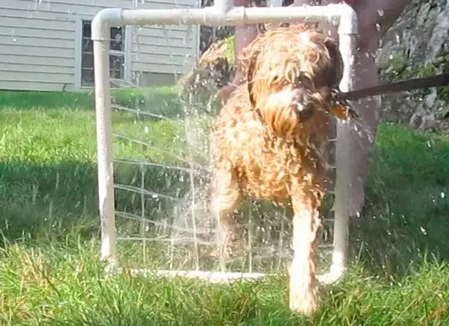 Te digo como fabricar un bañador para tu perro con PVC