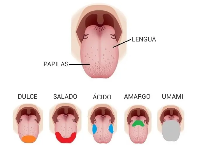 VINOS