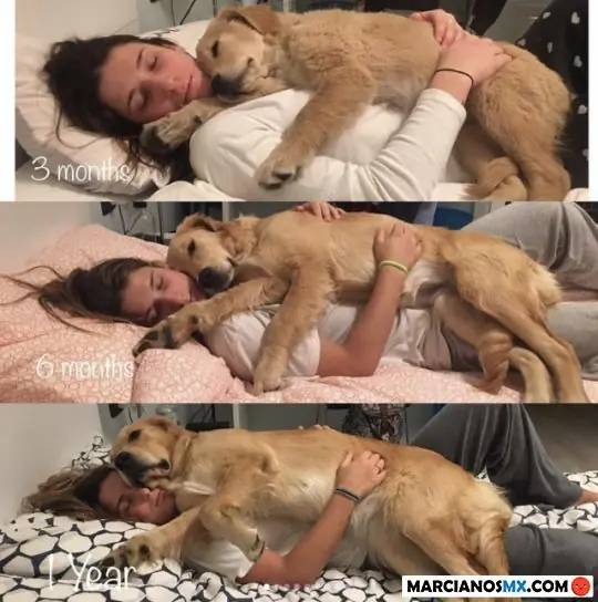 del dia