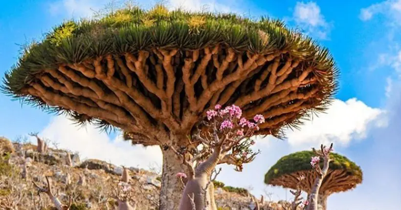 socotra