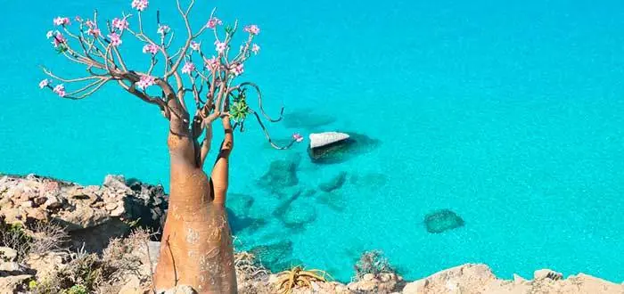 Socotra, las isla que parece extraterrestre