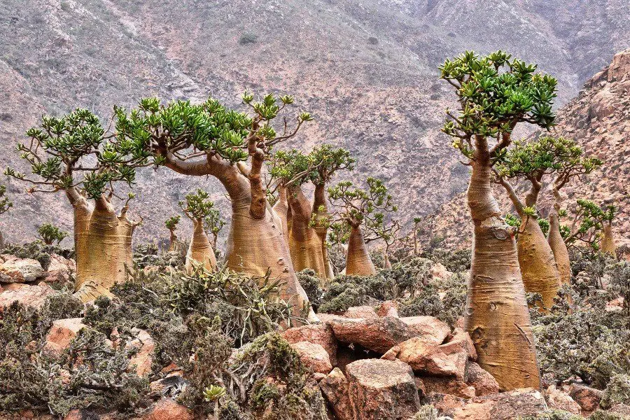 yemen