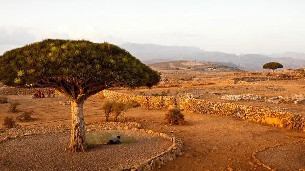 Socotra, las isla que parece extraterrestre