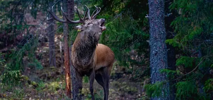 Noruega, un sorpendente pais Vikingo