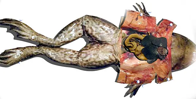 maltrato animal