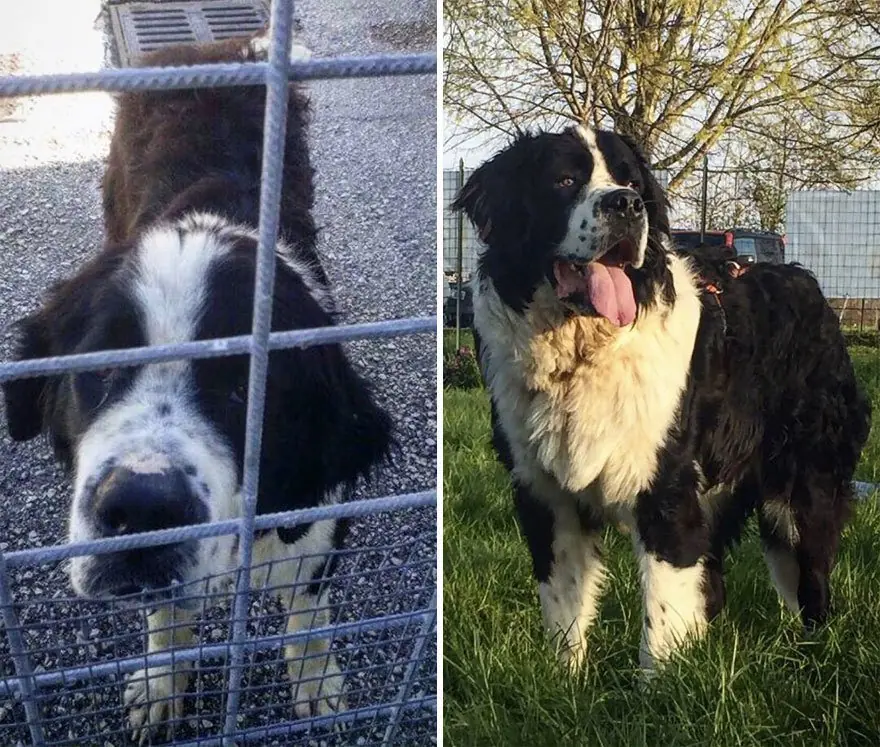 Perros antes y después de su adopción que derriten corazones