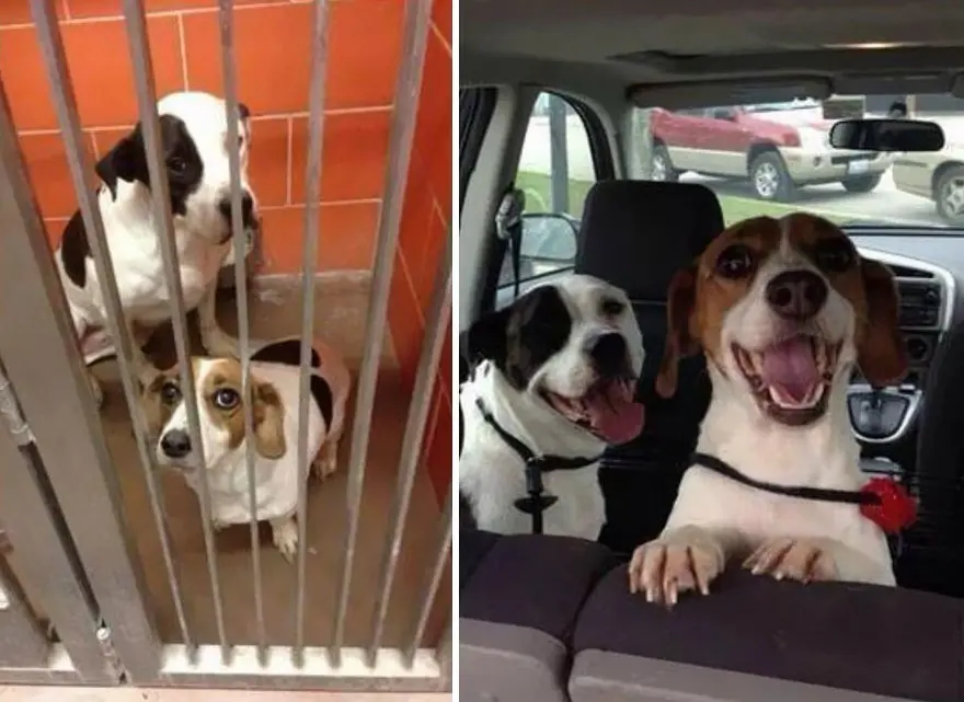 Perros antes y después de su adopción que derriten corazones