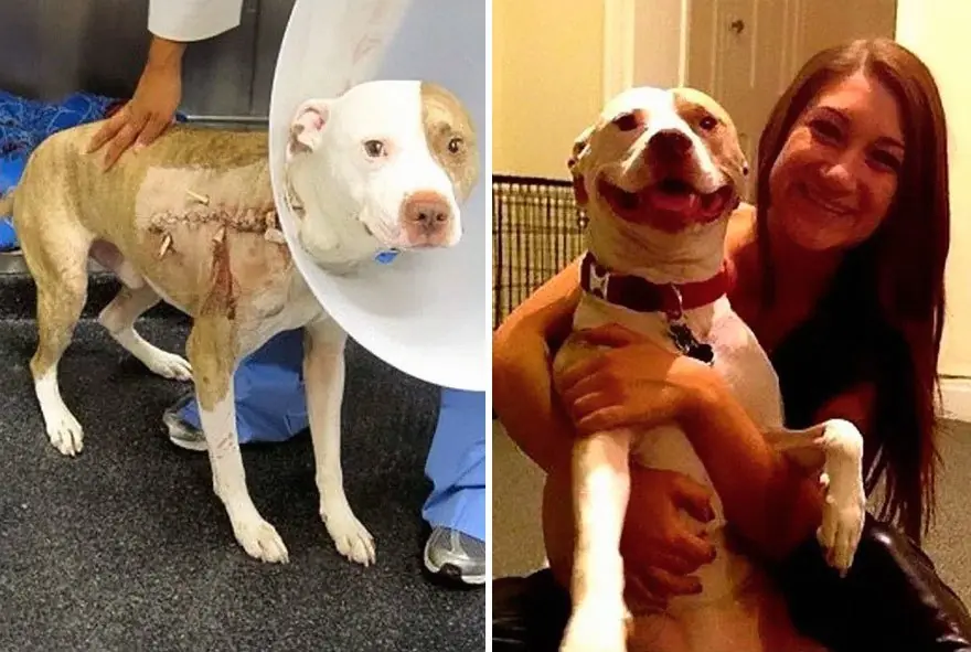 Perros antes y después de su adopción que derriten corazones