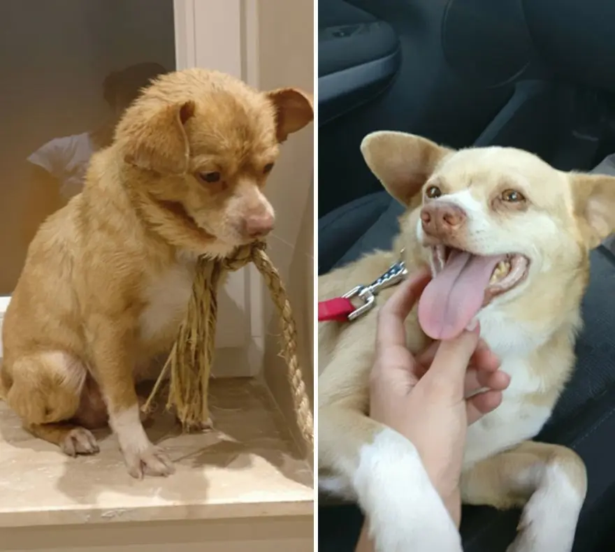 Perros antes y después de su adopción que derriten corazones