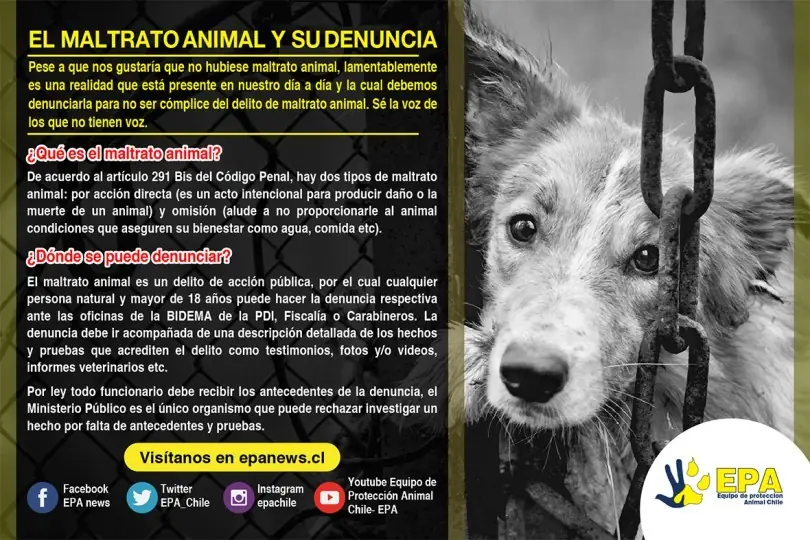 maltrato animal