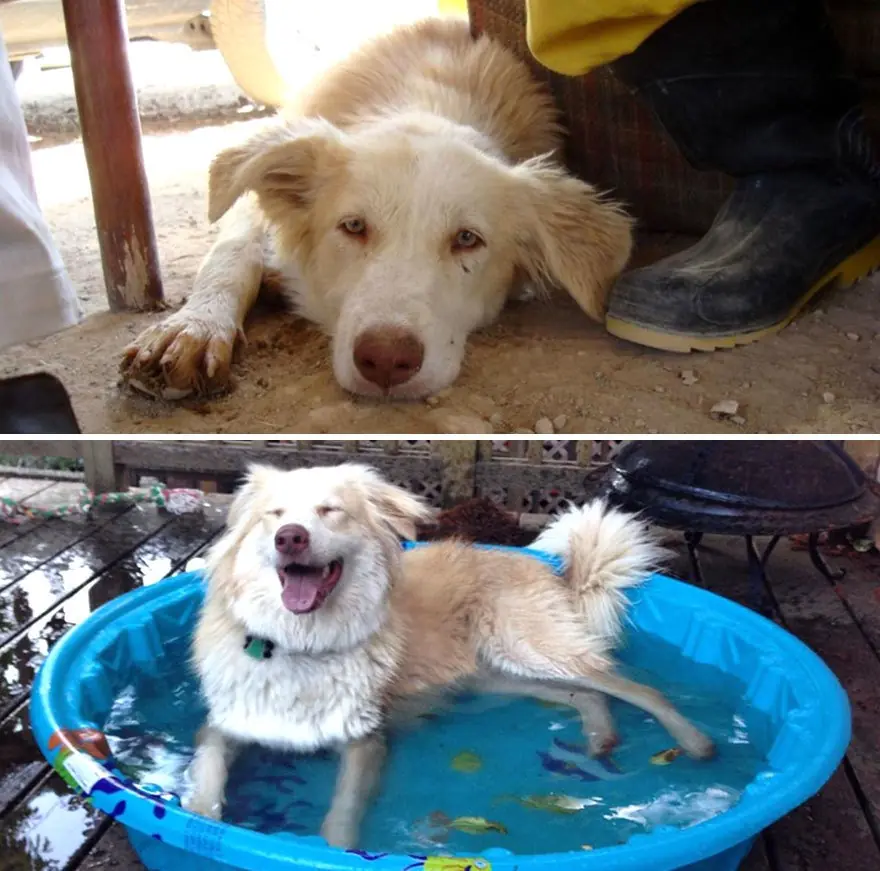 Perros antes y después de su adopción que derriten corazones