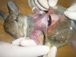 Maltrato animal o experimentacion benefica
