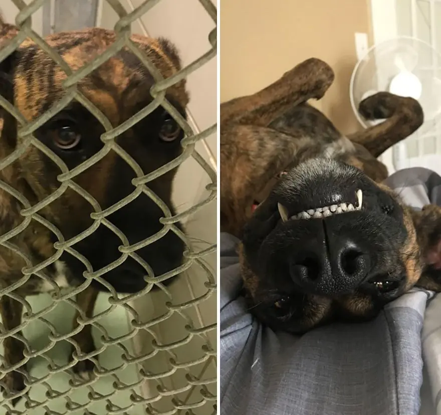 Perros antes y después de su adopción que derriten corazones