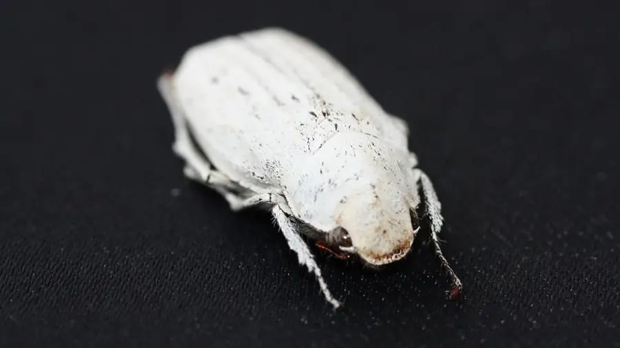 Crean el blanco más blanco del mundo gracias a un escarabajo