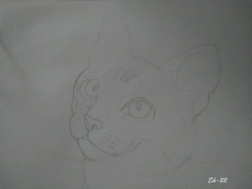 gatito