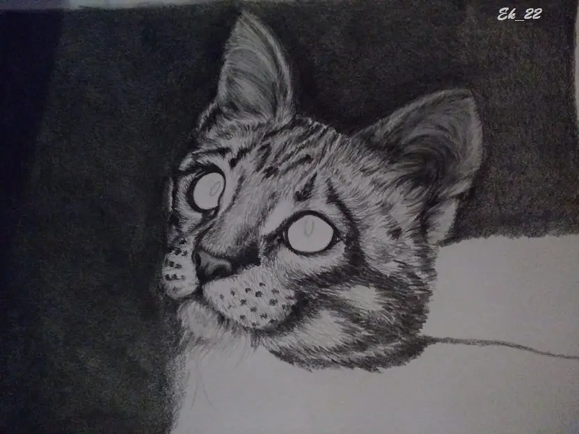 gatito