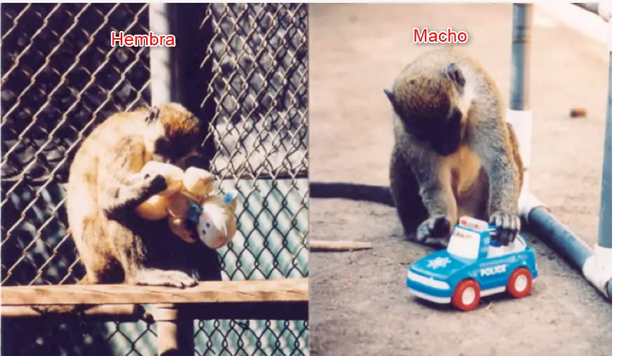 ideologia de genero