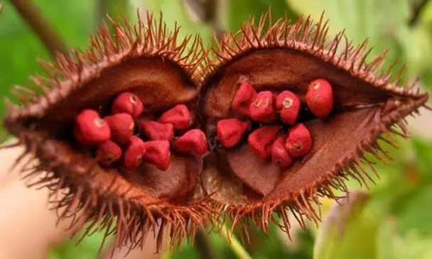Mira los beneficios del achiote o bija