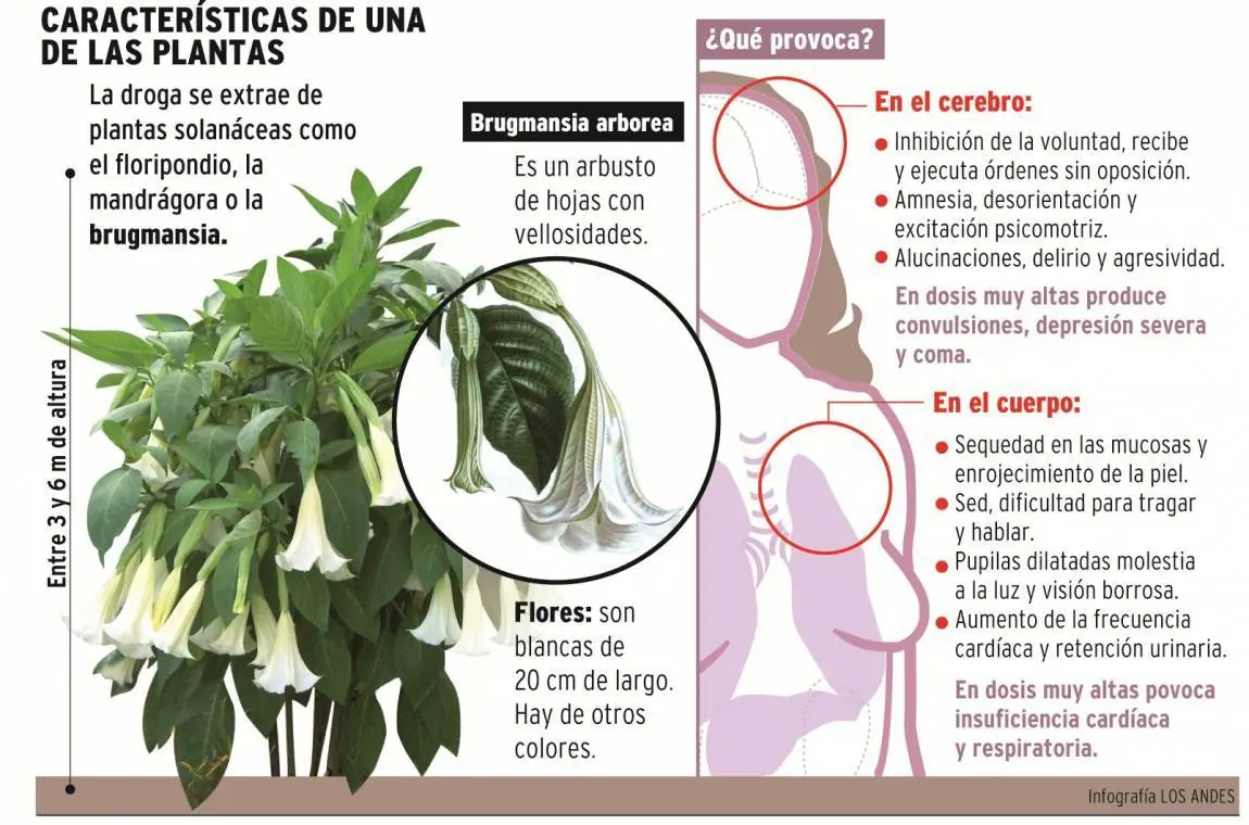 que es la escopolamina