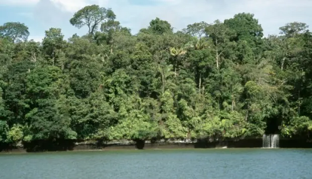 Edad de los bosques es determinante para enfrentar sequías