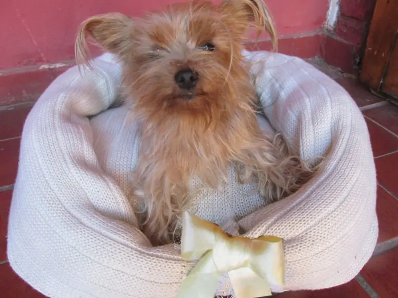 Cuchita y camita,ideas para tu mascota-Propio-Matilda