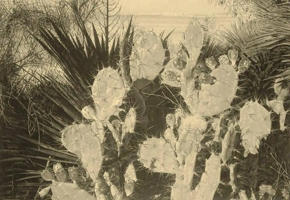 tempera
