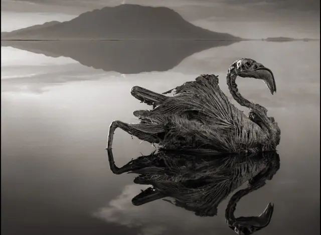 El terrorífico lago que petrifica a los animales