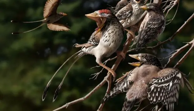 Primeras aves pesaban mucho y les era difícil incubar
