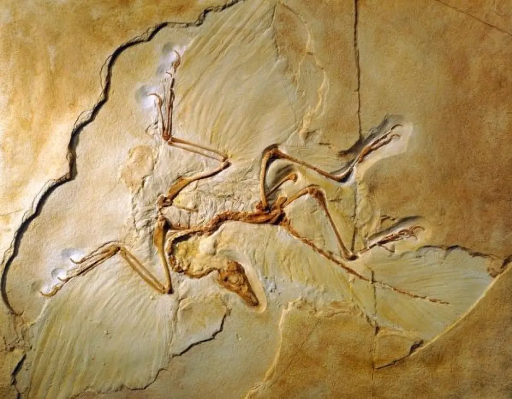 Primeras
