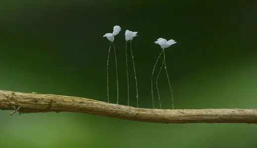 La flor que florece una vez cada 3.000 años