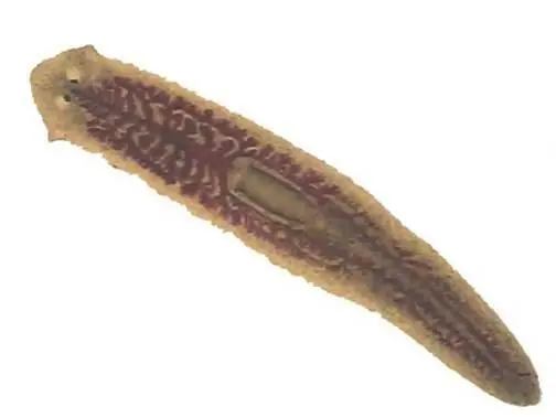 cortada