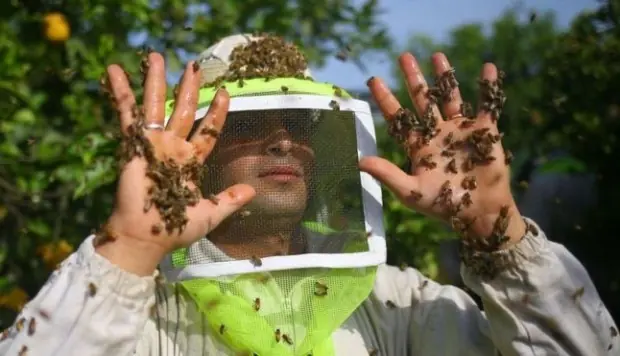 La apiterapia, el polémico tratamiento con picadura de abeja