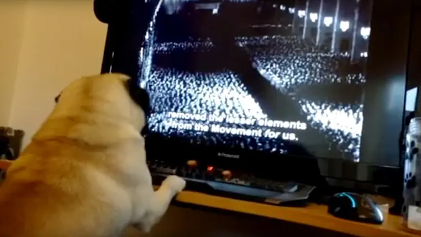 (Video) Le enseña a su perro el saludo nazi, a la carcel