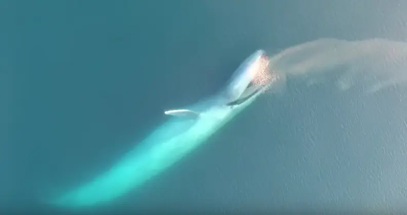 animal más grande conocido que haya existido en la Tierra