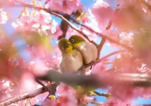 Por qué nos afecta la primavera según la ciencia