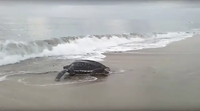 Tortuga gigante es captada queriendo volver al mar