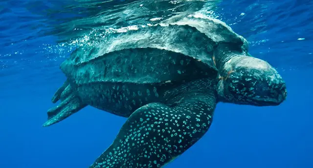 tortuga