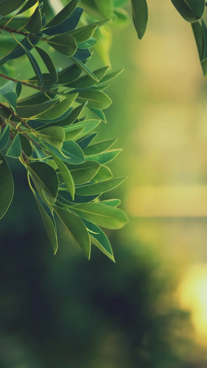 Wallpapers para tu virgófono, pasa lince