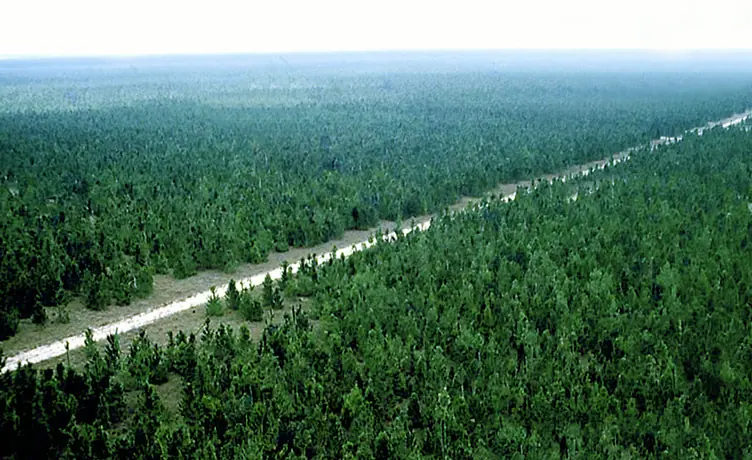 bosque