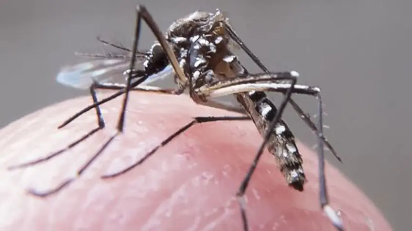 El zika podría curar tumores cerebrales